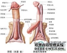 早泄